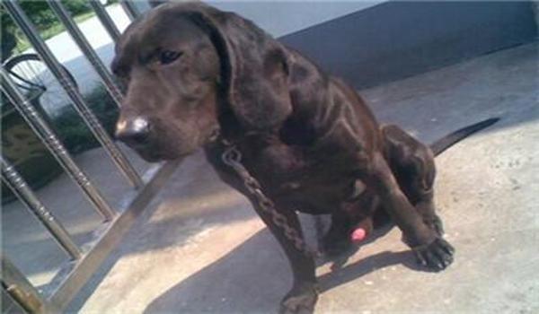 三角洲普通地图有寻血猎犬吗(三角洲地图寻血猎犬一定存在吗?) 三角洲普通地图有寻血猎犬吗(三角洲地图寻血猎犬一定存在吗?)