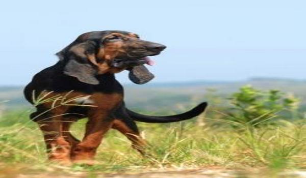 三角洲寻血猎犬真的存在么（现实中有没有寻血猎犬这种狗？）