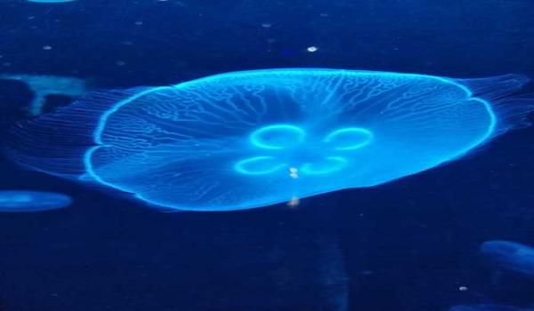 三角洲端口一般多少钱(给我一个三角洲端口的准确价格) 三角洲端口一般多少钱(给我一个三角洲端口的准确价格)